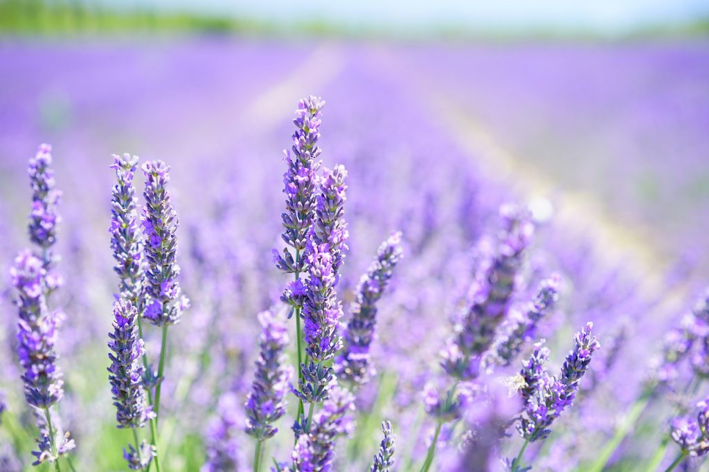 HomeCamper Lavender Provence